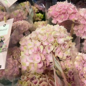 HORTENSIA MAGICAL ROSA K:10,5CM x8