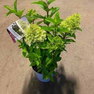 HORTENSIA PANICULATA K:23CM