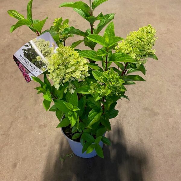 HORTENSIA PANICULATA K:23CM