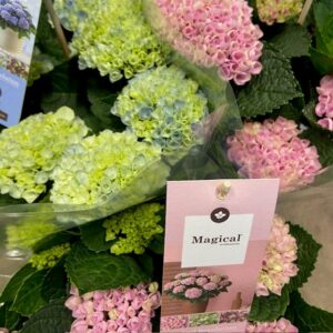 HORTENSIA MAGICAL MIX K:14CM x6
