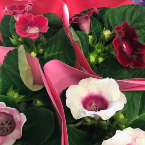 GLOXINIA SINNINGIA x6
