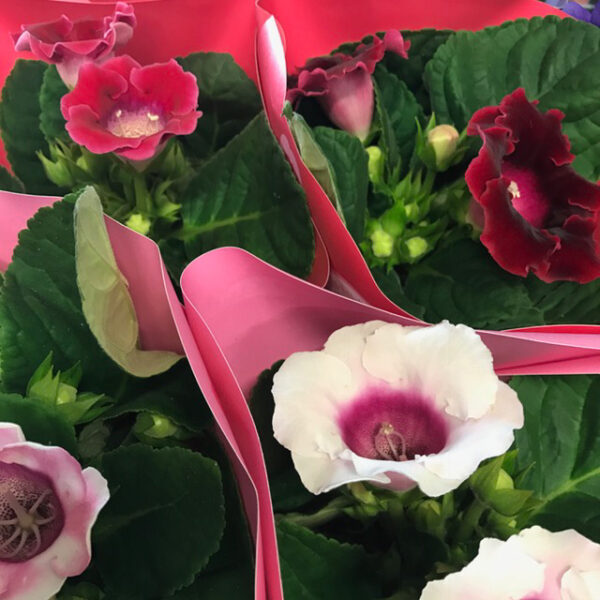 GLOXINIA SINNINGIA x6