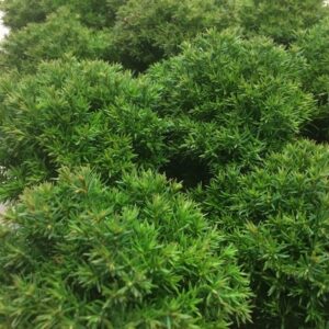 THUJA TEDDY K:9CM x18