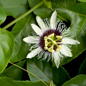PASSIFLORA BÅGE BLÅ K:12,5CM x10