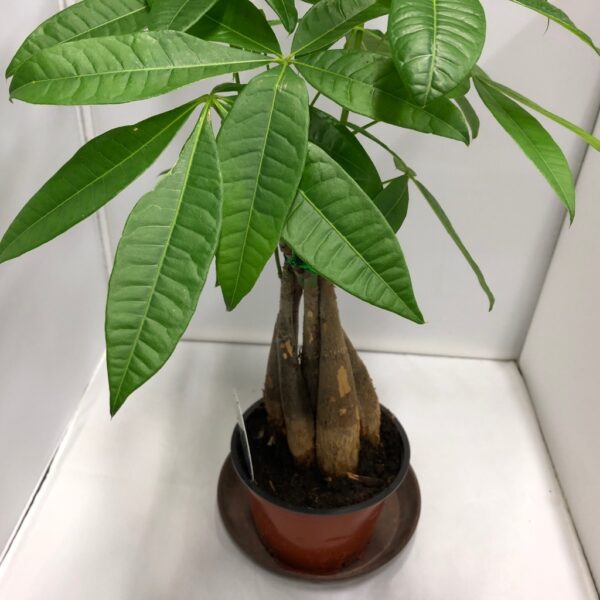 PACHIRA FLÄTAD STAM K:14CM x7