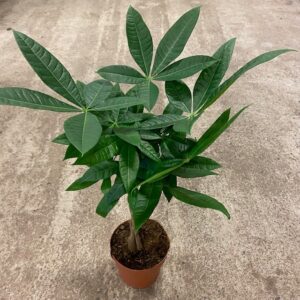 PACHIRA FLÄTAD STAM K:17CM x6