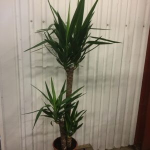 YUCCA 3-STAM H:100-120