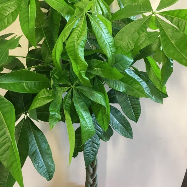 PACHIRA FLÄTAD STAM H:110-120CM