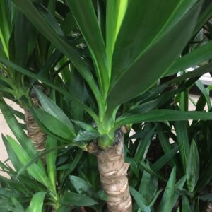 YUCCA 2-STAM H:100-1200CM