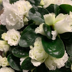 AZALEA VIT ARVID K:12CM x6