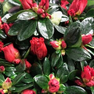 AZALEA RÖD ARVID K:12CM x6