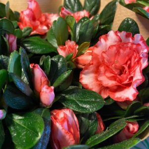 AZALEA RÖD-VIT ARVIDSSON K:12CM x6