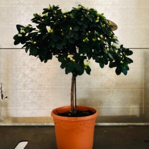 AZALEA STAM ARVIDSSON VIT K:21CM