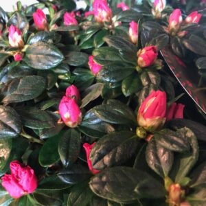 AZALEA RÖD ARVIDSSON K:14CM x4