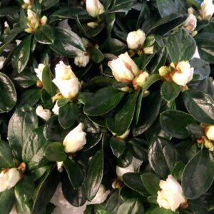 AZALEA VIT ARVIDSSON NR 24 K:16CM x3