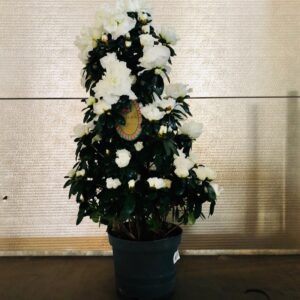 AZALEA PYRAMID VIT ARVIDSSON NR 2