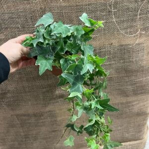 HEDERA BROKIG K:13CM x8