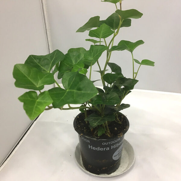 HEDERA HIBERNICA BROKIG UTE x15
