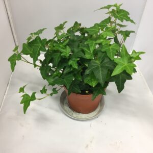 HEDERA GRÖN K:12CM x6