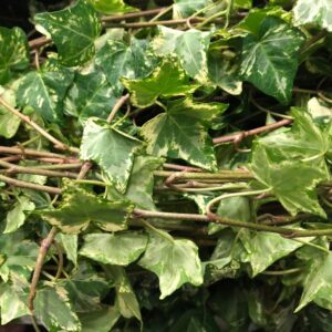 HEDERA GRÖN LÅNGA RANKOR K:13CM x6