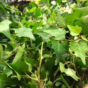 HEDERA GRÖN LÅNGA RANKOR K:11CM x9