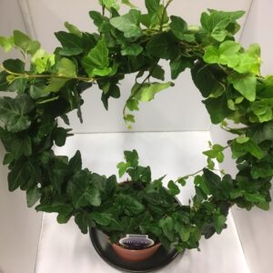 HEDERA BÅGE NL K:12CM x8