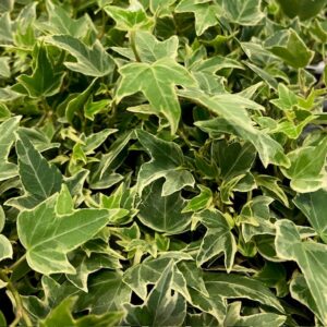 HEDERA BROKIG MINIESTER K:9CM x18