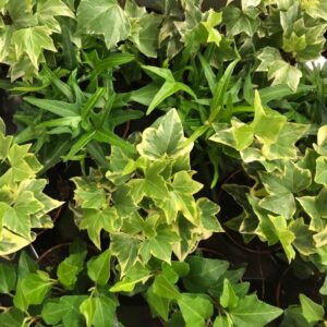HEDERA MINI x12