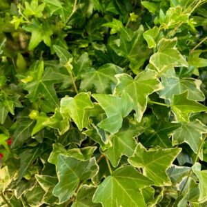 HEDERA PLANT MIXLÅDA x18