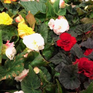 KNÖLBEGONIA x12