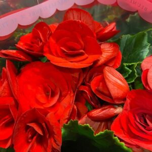 BEGONIA BALADIN RÖD K:14CM x6