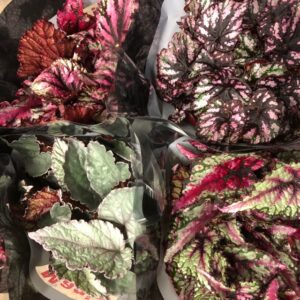 BEGONIA REX K:12CM x8