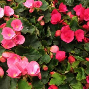 BEGONIA BETULIA x8