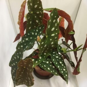 BEGONIA TAMAYA MACULATA K:9CM x6
