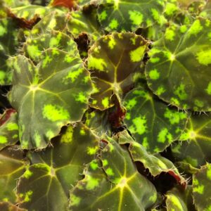 BEGONIA REX TIGER x8