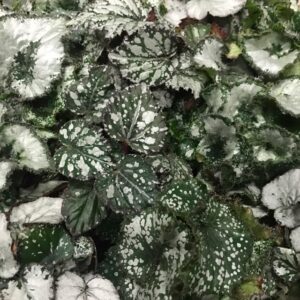 BEGONIA REX MINI MIX x12