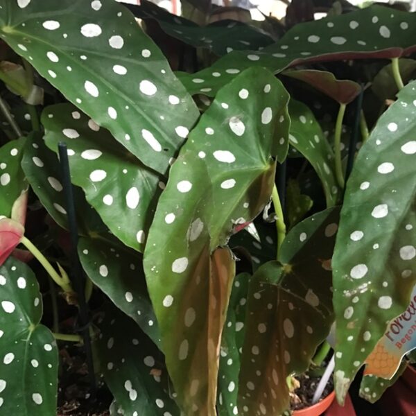 BEGONIA MACULATA K:12CM x6