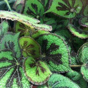 BEGONIA MASONIANA BLAD K:12CM x6