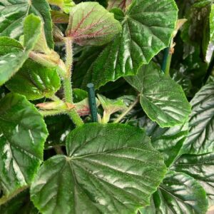 BEGONIA WINGS ALAMEO OLE K:12CM x8
