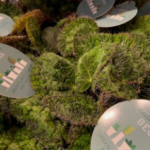 BEGONIA MACULATA SEISMOREA K:12CM x8