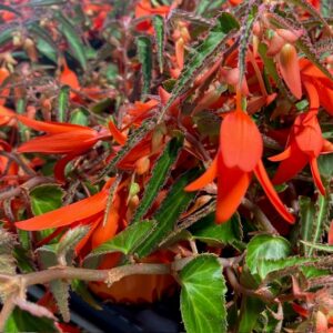 BEGONIA BONFIRE K:11CM x10