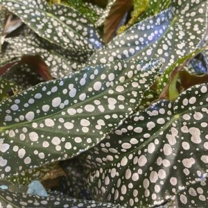 BEGONIA MACULATA WIGTHI K:12CM x6