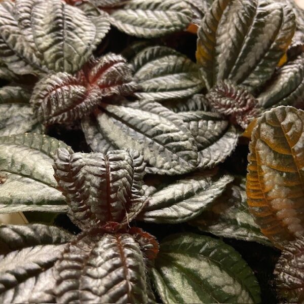 PILEA NORFOLK MINI x12