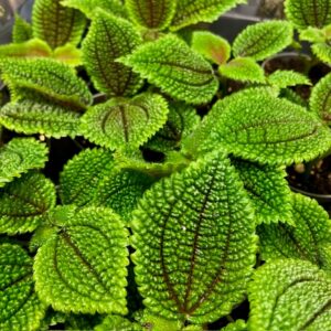 PILEA MOON VALLEY MINI x12