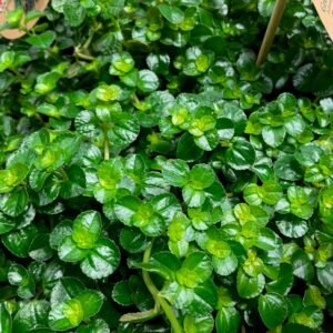 PILEA SAO PAULO ARVID x6