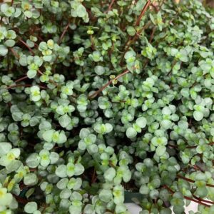 PILEA GRETZY x10