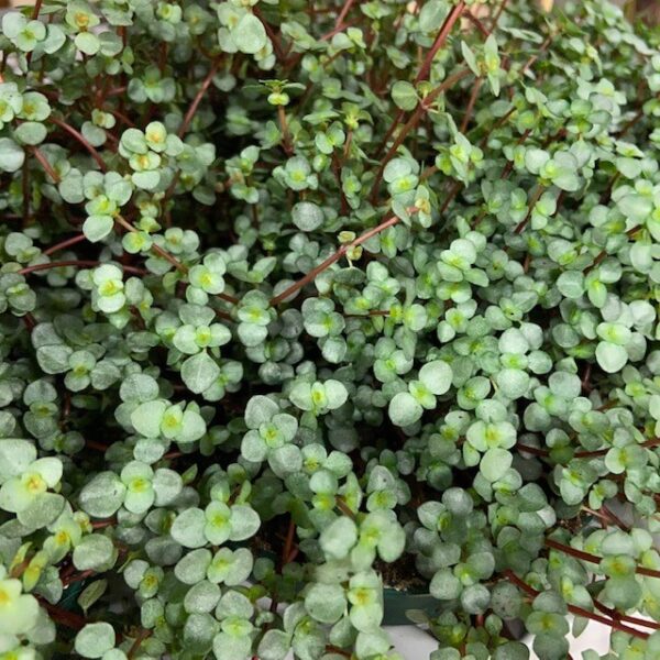 PILEA GRETZY x10