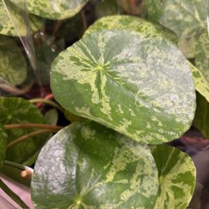 PILEA PEPEROMIODES MOJITO K:13CM x6