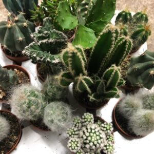 CACTUS MINI MIX x20