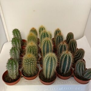 CACTUS MINI MIX x12